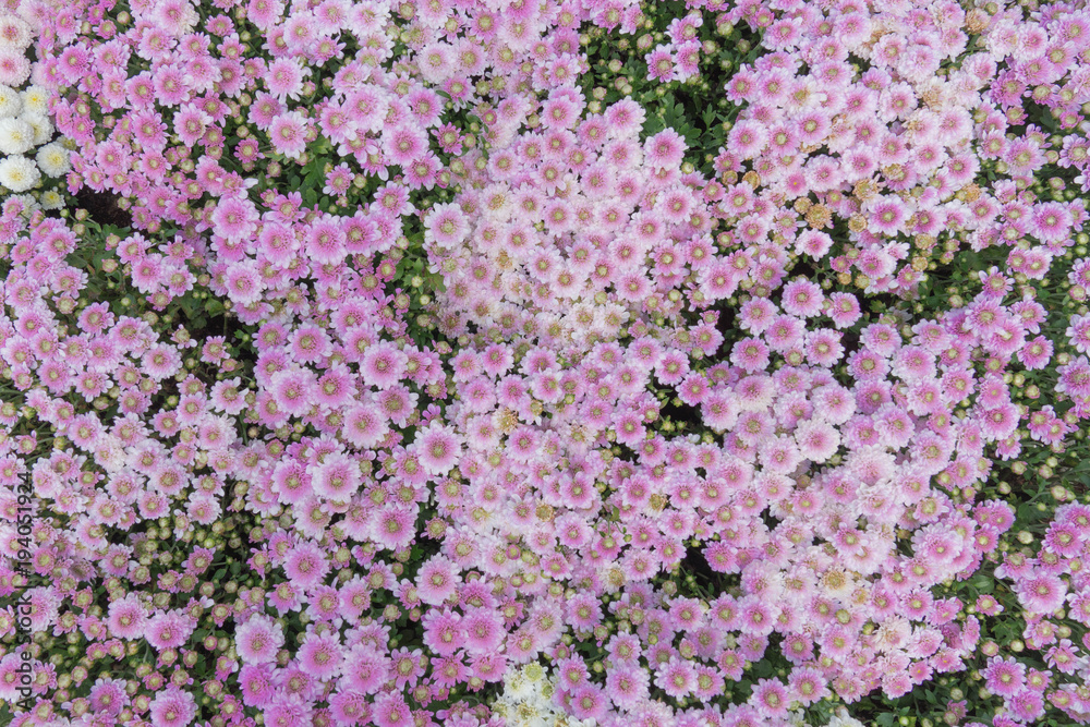 purple camomile daisy meadow top view