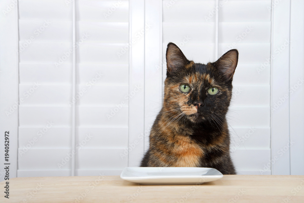 One tortoiseshell tortie tabby cat sitting at a light wood table with square plate, white shutters over window in background looking directly at viewer waiting for food.