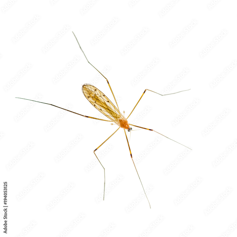 Yellow Fever, Malaria or Zika Virus Infected Mosquito Insect Isolated on White Yellow Fever, Malaria or Zika Virus Infected Mosquito Insect Isolated on White