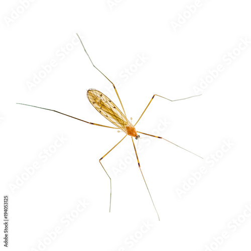 Yellow Fever, Malaria or Zika Virus Infected Mosquito Insect Isolated on White © nechaevkon