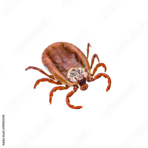 Encephalitis Virus or Lyme Disease Infected Tick Arachnid Insect Isolated on White