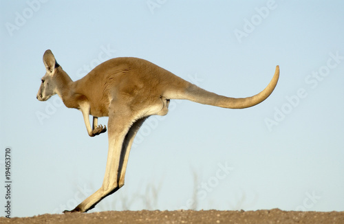 Tableau sur toile red kangaroo in Sturt National Park, NSW, Australia.