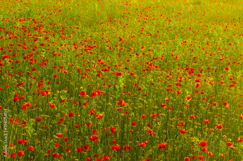 campo di papaveri