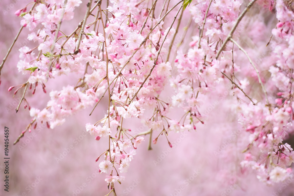 しだれ桜