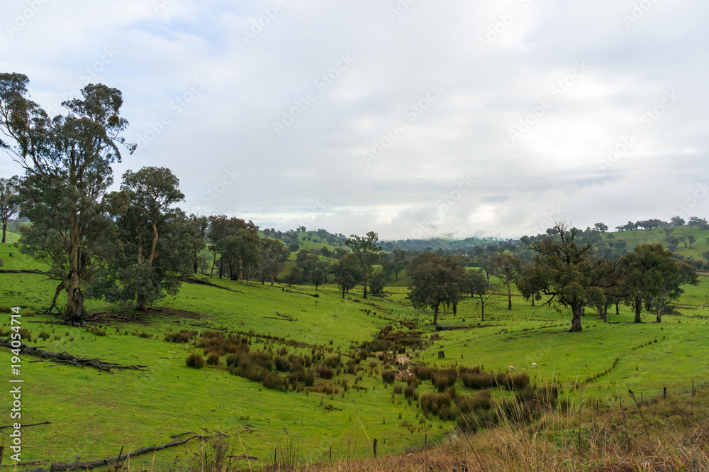Countryside landscape of green grass and trees paddock