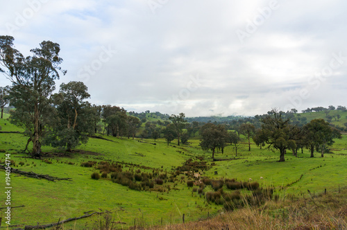 Countryside landscape of green grass and trees paddock
