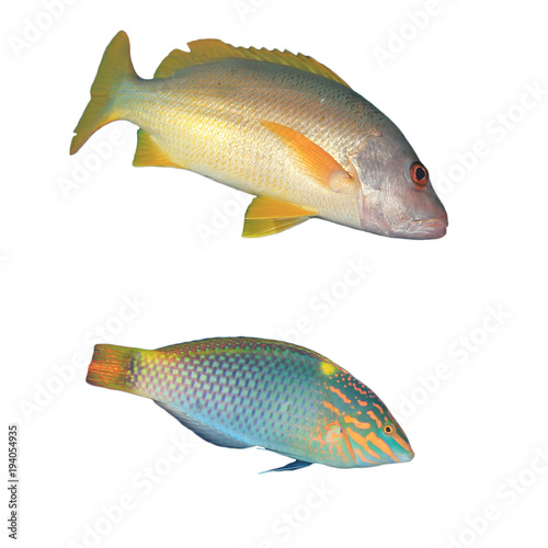 Tropical reef fish isolated on white background. Onespot Snapper and Checkerboard Wrasse
