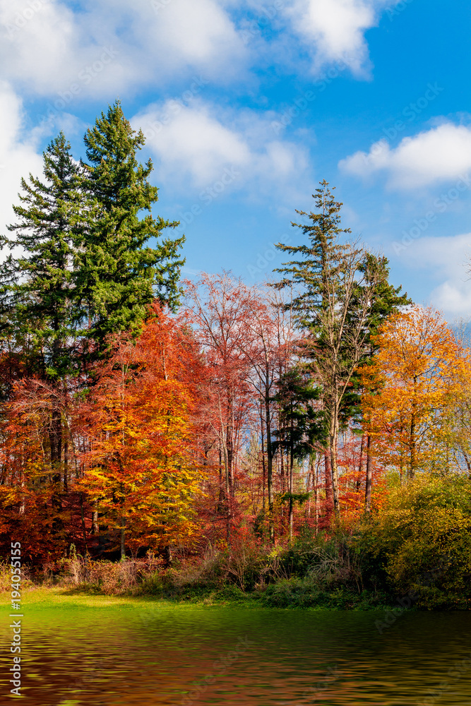 Beautiful  autumn forest.  forest landscape