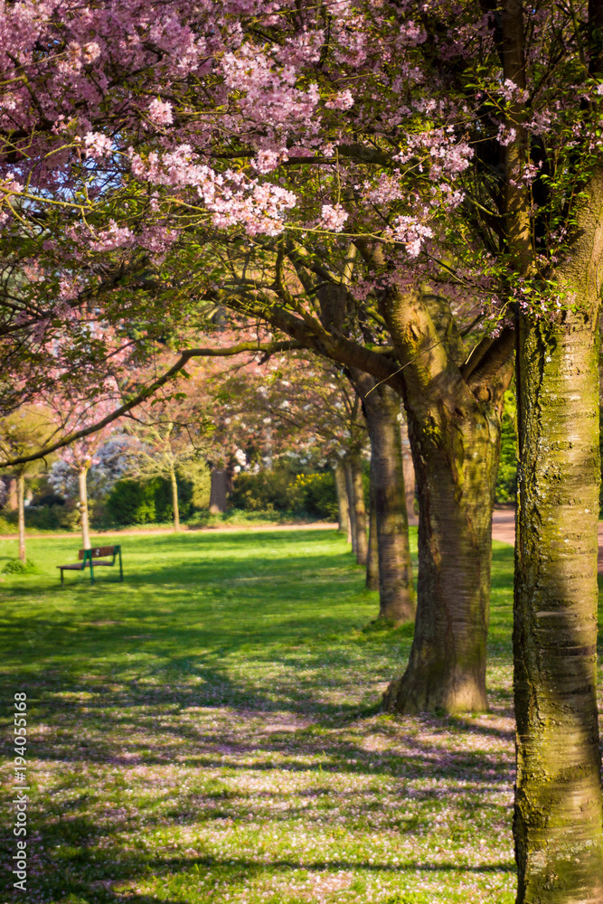 Beautiful trees in the park in spring