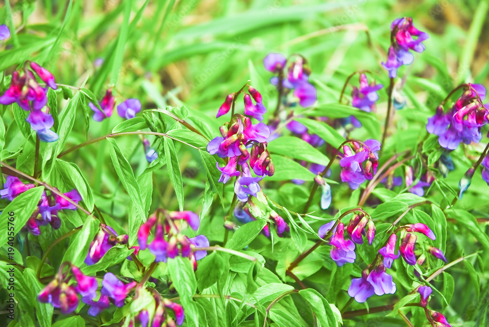 Flowers of spring vetchling, or spring vetch (Lathyrus vernus) Flowers of spring vetchling, or spring vetch (Lathyrus vernus)
