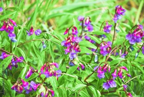 Flowers of spring vetchling, or spring vetch (Lathyrus vernus)