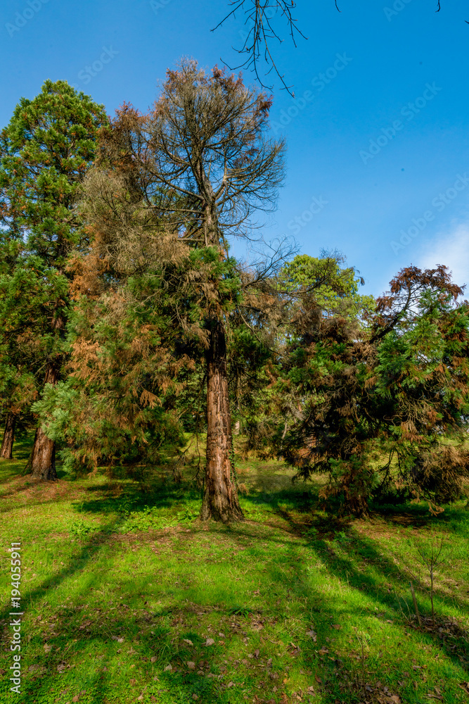 pine forest. Natural Green Pine forest pine forest. Natural Green Pine forest