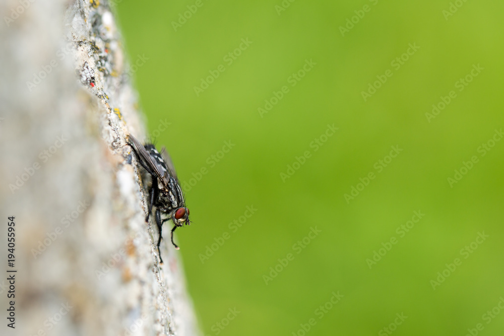 macro of a fly with soft background macro of a fly with soft background