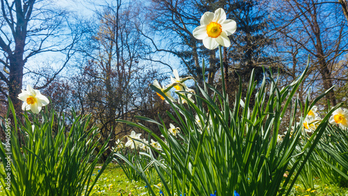 narcissus groving from the green grass photo