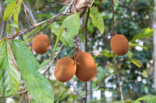 Cupuacu: Amazonian fruit for sweets and juices