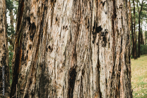 Bark