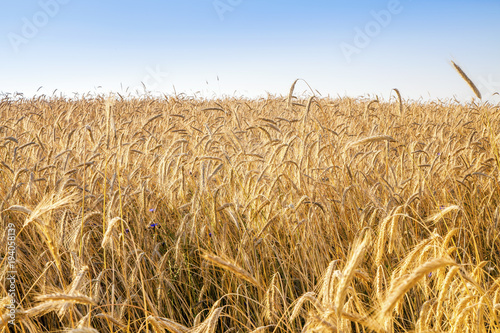 Rye and wheat fields ready for harvesting