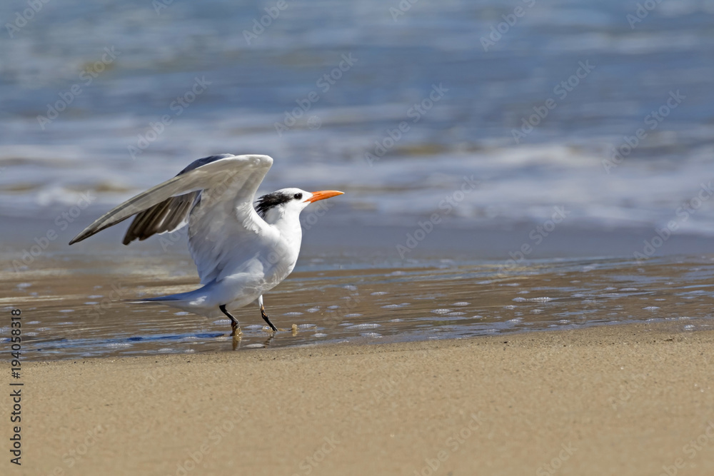 Fototapeta premium Bird shore bird tern at Malibu surf