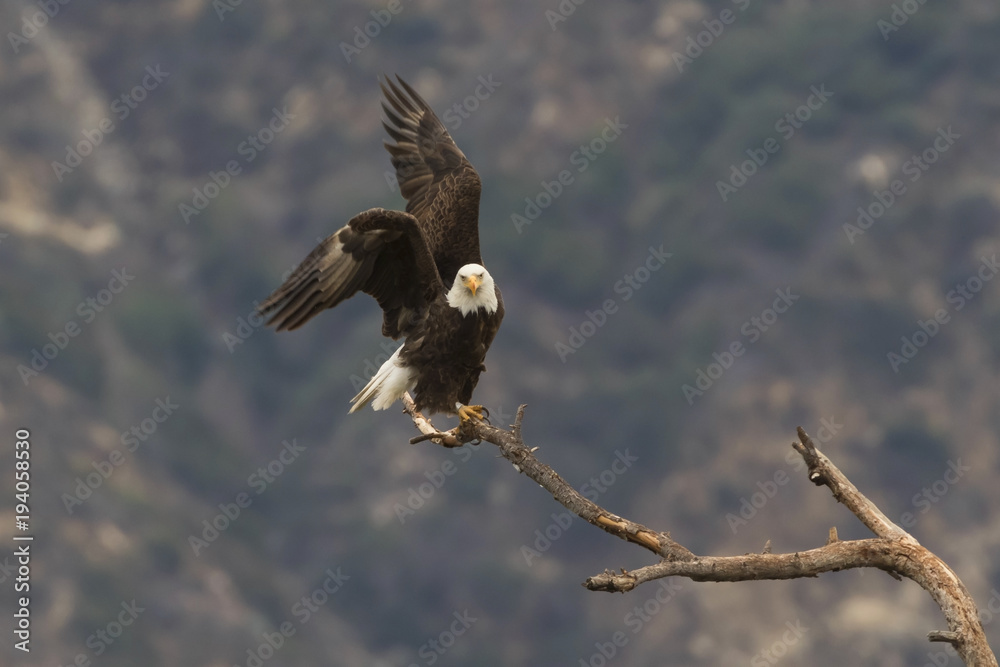 Bald eagle takeoff from branch perch Stock Photo Adobe Stock