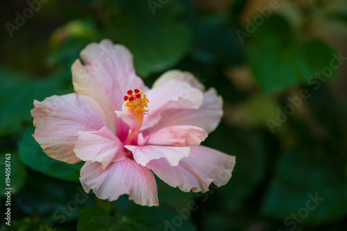 The pink Chinese rose (shoe flower) blossom in the garden