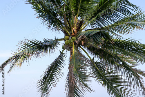 Coconut trees with blue sky.