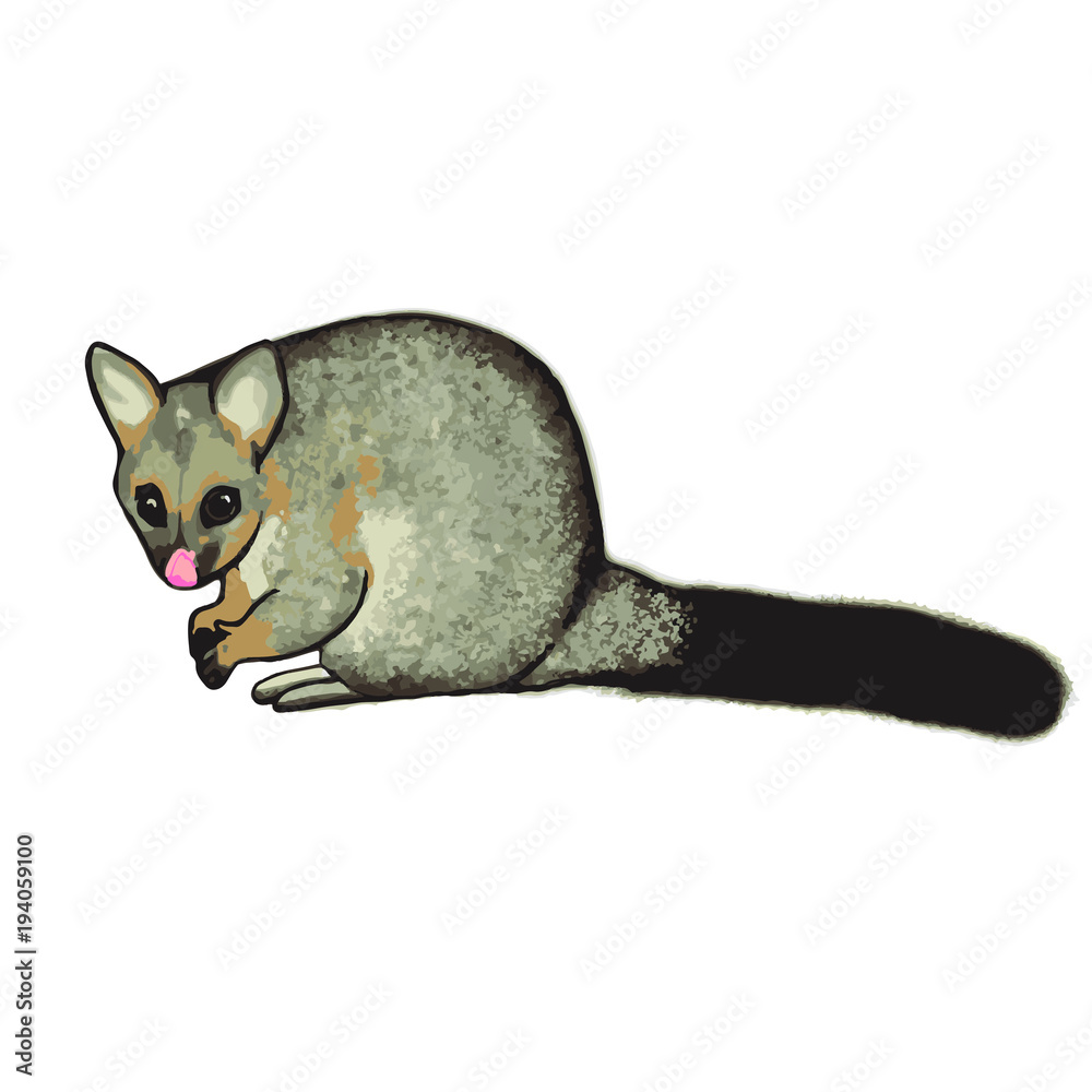 Brushtail Possum Australia Opossum Stock Vector Adobe Stock