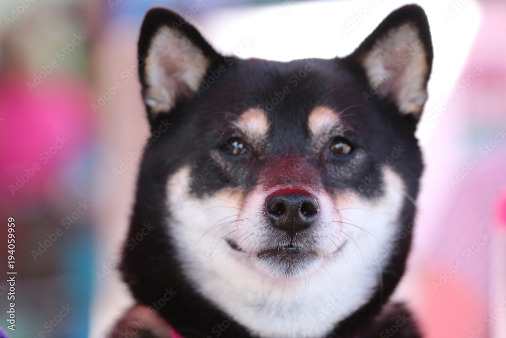 Pink Portrait of a Shiba Inu Dog Pink Portrait of a Shiba Inu Dog