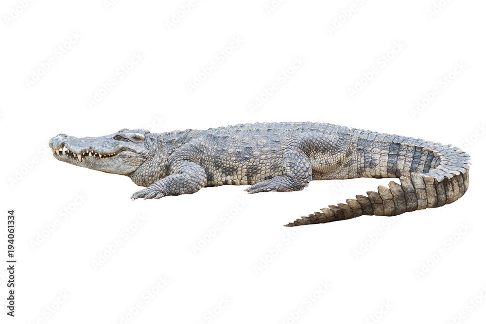 Obraz premium krokodyl na białym tle