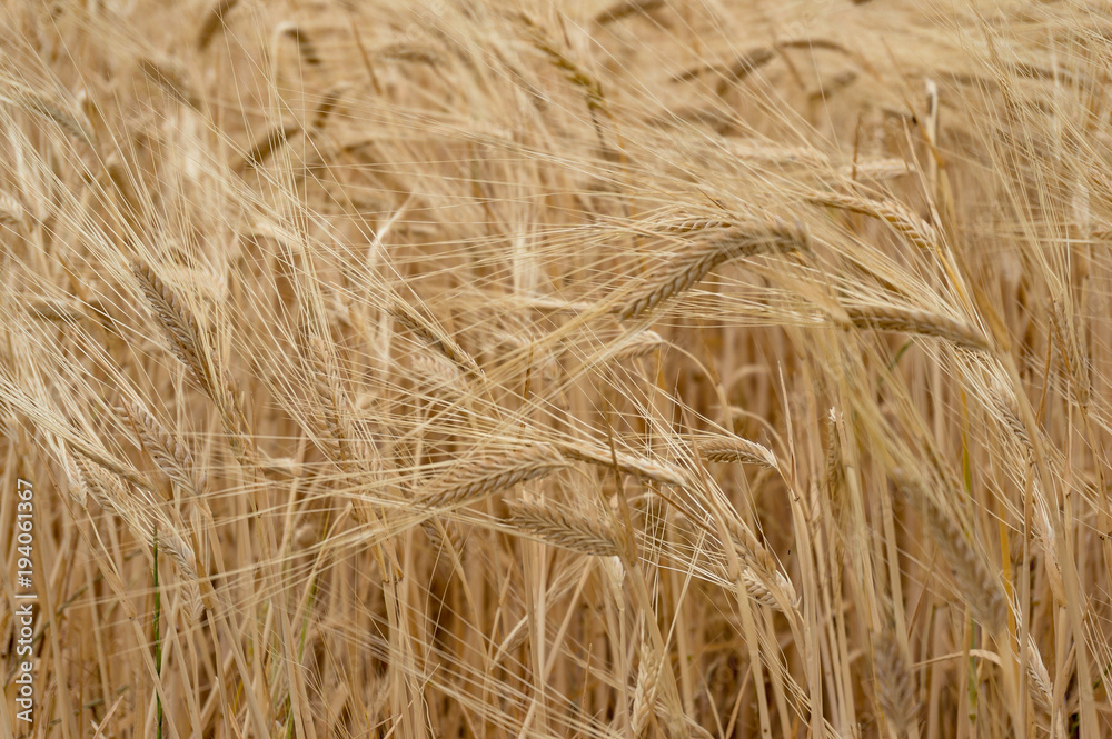 Agriculture nature background of wheat grain plant Agriculture nature background of wheat grain plant