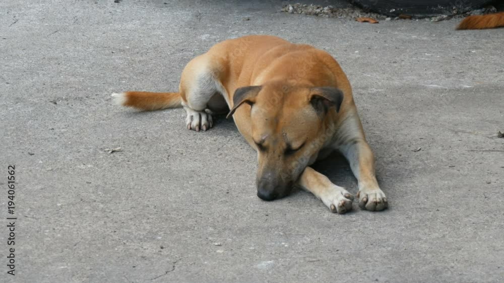 Homeless dog lies on a city street people pass by and do not notice the dog Homeless dog lies on a city street people pass by and do not notice the dog