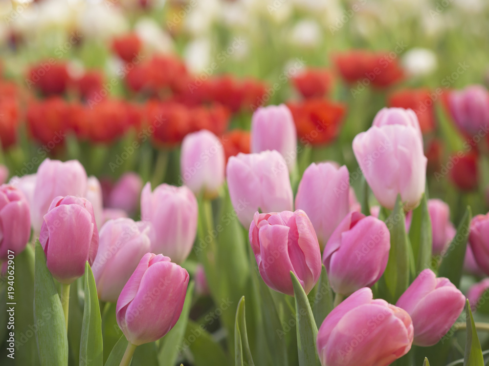 Pink and red color tulips field in nature backyard garden for winter and spring season