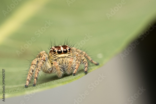 Super Macro Jumping Spider in Tropical Park