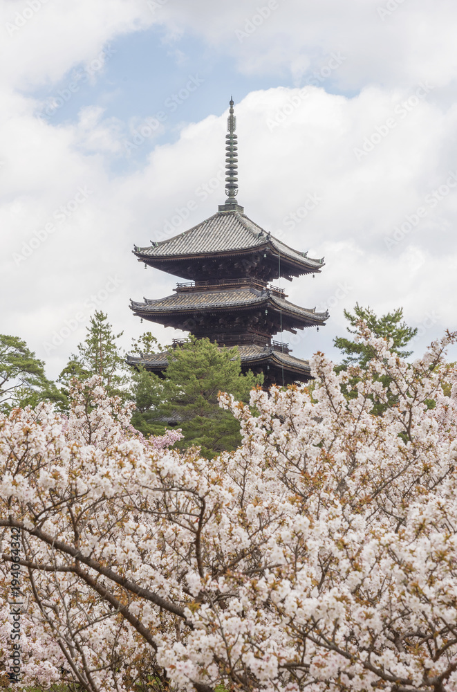 beautiful sakura flower blossom in springtime at Ninna-ji temple, Kyoto, Japan beautiful sakura flower blossom in springtime at Ninna-ji temple, Kyoto, Japan