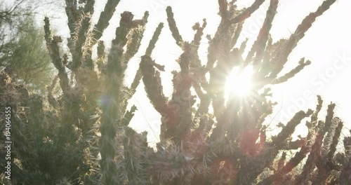 Cactus plant blacklit by sun - zoom in and tilt up shot photo