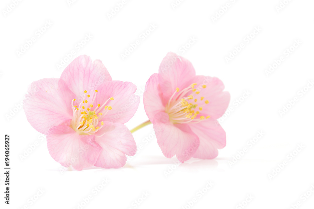 Naklejka premium Białe tło wiosna kwiat wiśni