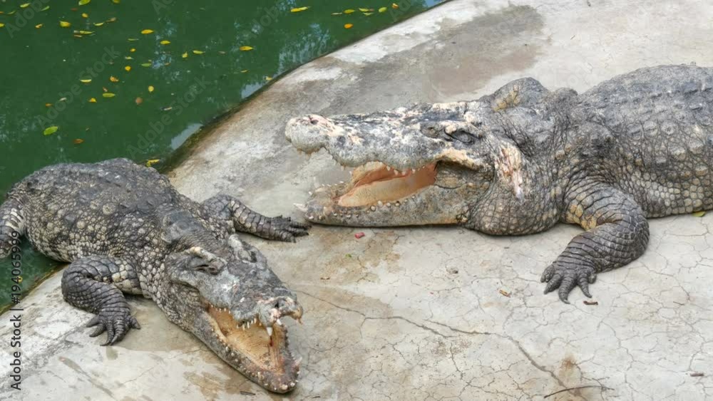 The crocodile lies with open mouth. Crocodile farm in Pattaya, Thailand The crocodile lies with open mouth. Crocodile farm in Pattaya, Thailand