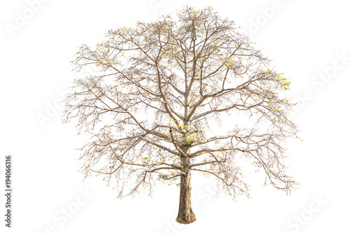 Tree isolated on white background, Red silk cotton tree, Bombax ceiba. photo