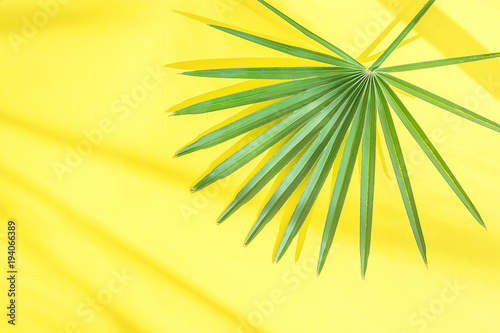 Beautiful Round Spiky Palm Tree Leaf on Bright Yellow Background in Sunlight Leaks. Top Viw Flat Lay. Tropical Vacation Traveling Wanderlust Fashion Summer Concept. Poster Banner with Copy Space