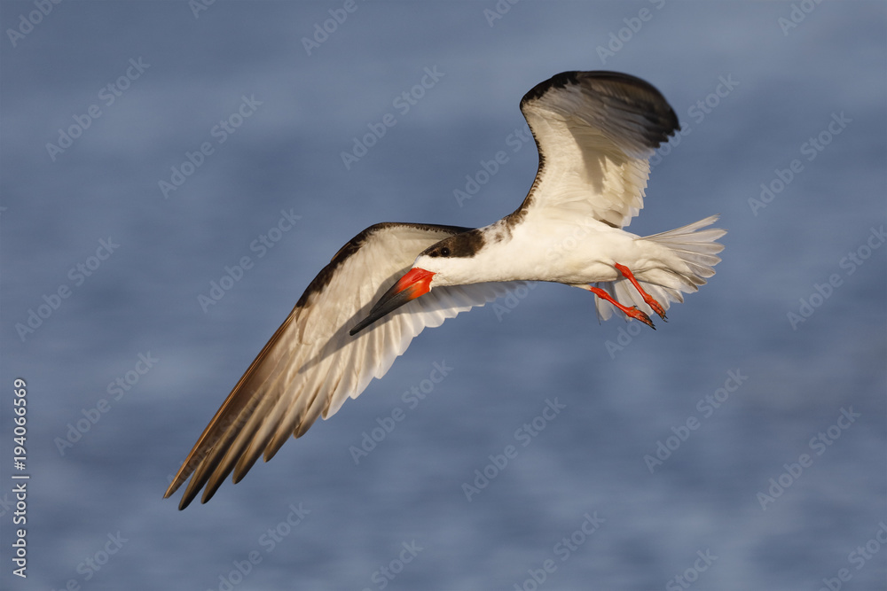 Fototapeta premium Black Skimmer in flight - Crystal River, Florida
