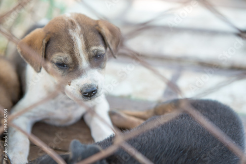 Fototapeta Naklejka Na Ścianę i Meble -  Puppy in Thailand 