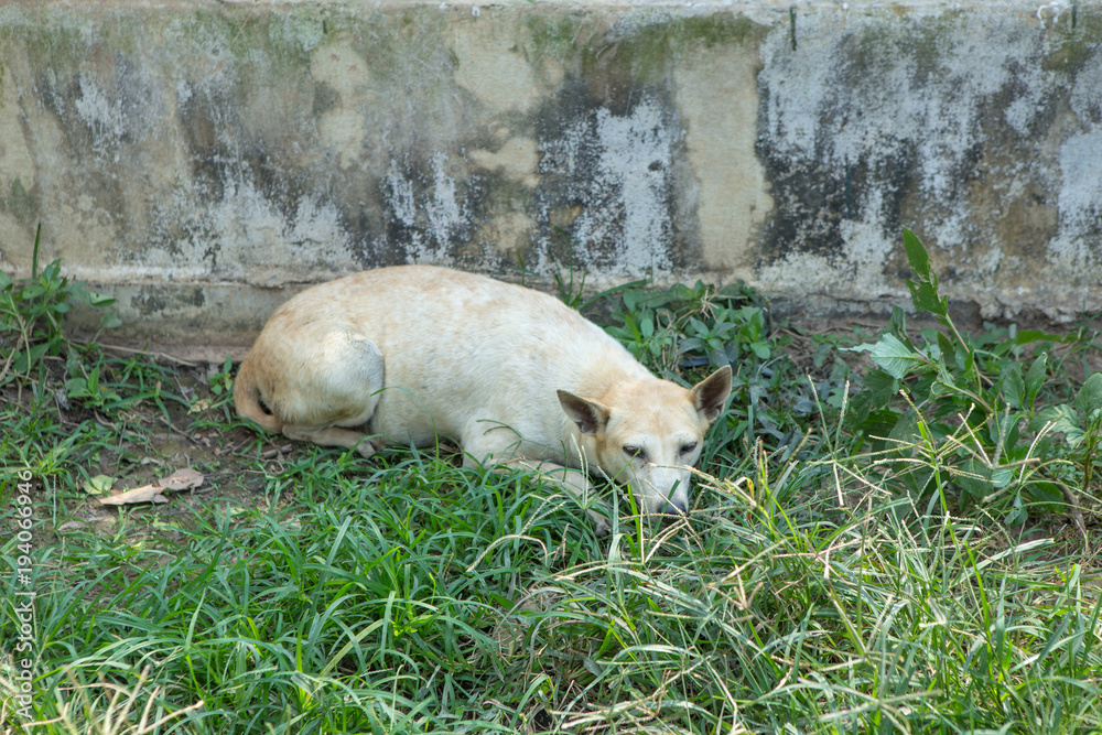 Fototapeta premium Thai dog in the garden
