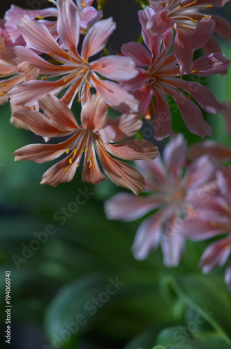 Lewisia cotyledon