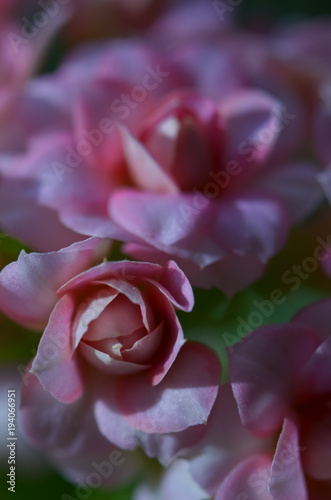 Kalanchoe blossfeldiana cv tom Thumb
