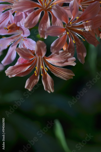 Lewisia cotyledon