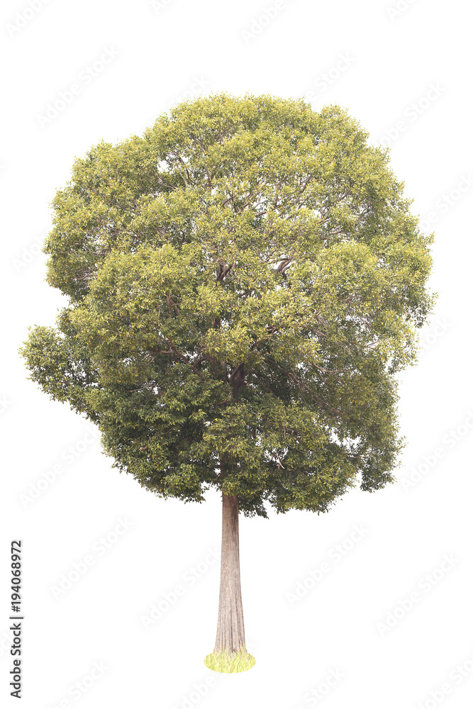 Tree isolated on white background. Tree isolated on white background.