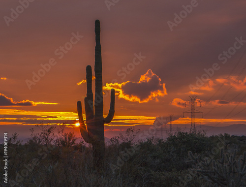 Sagurao cactus at sunset in the high desert iof North Scottsdale, AZ, photo