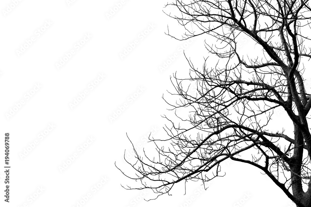 Obraz premium Dead branches , Silhouette dead tree or dry tree on white background.