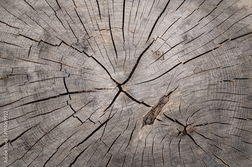 Texture of wooden tree stump, crack wood ancient