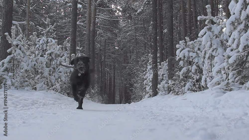 black dog labrador retriever runs to the camera. walk with a dog in the nature. dog stick black dog labrador retriever runs to the camera. walk with a dog in the nature. dog stick