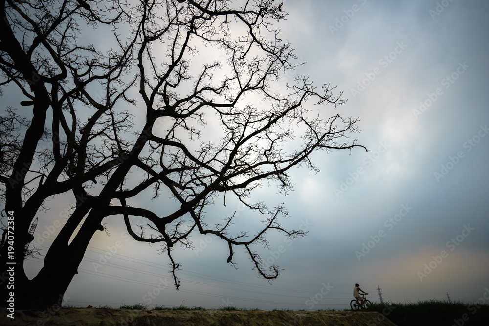 Vietnam countryside landscape with big blooming bombax ceiba tree and a man cycling on dyke. Vietnam countryside landscape with big blooming bombax ceiba tree and a man cycling on dyke.